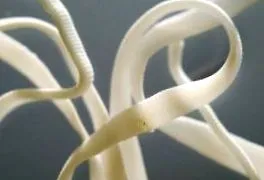 какво диатеза