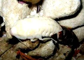 pinworms ректални