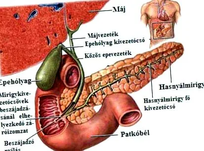 дебел черен