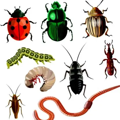 diversi zoonoză