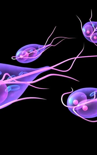 чревна