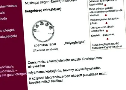 което фасциолиазата