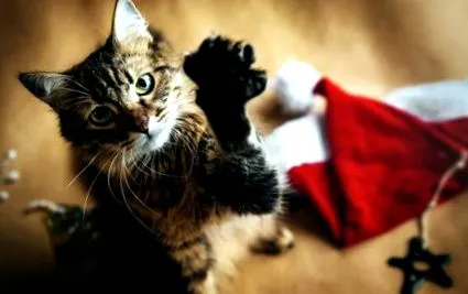 котки котки