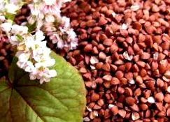зърнени култури докосване