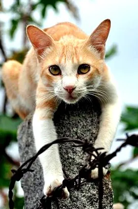 котів жування може