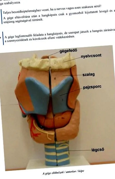 inflamația țesuturilor