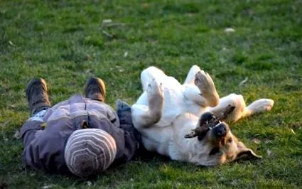 кучета кучета