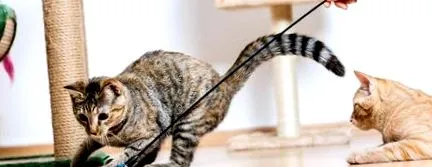 котки упражнения