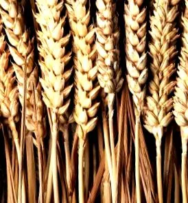 dintre gluten