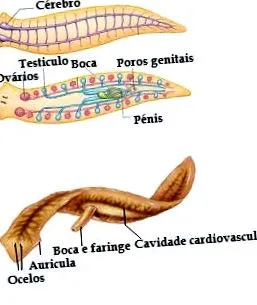 filo platyhelminthes platyhelminthes resumo