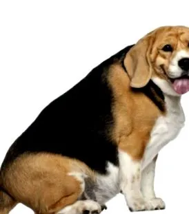 куче нашето