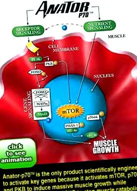 muscletech анатор
