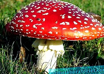 очищення аналоги