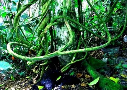 пътешествие ayahuasca