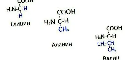 съединителната аминокиселини