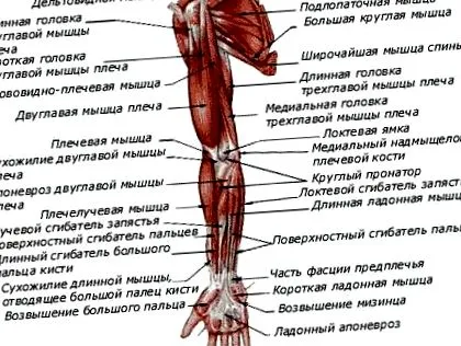 карпална