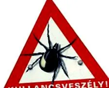 може бути котін