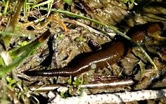 gyurusfereg gyurusfereg