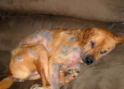 кишкові паразити Toxocara canis