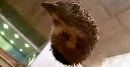 crescătorilor boli