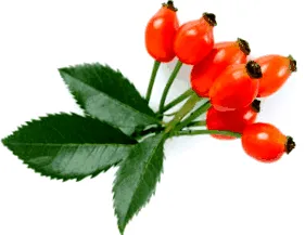 arde plantă