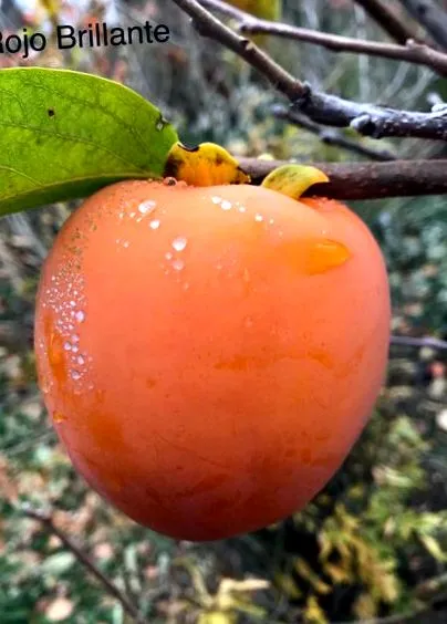 сушене райска ябълка