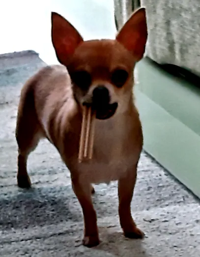 chihuahua știți