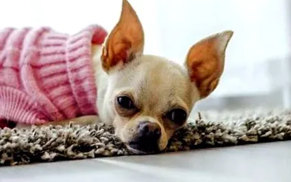 hellodog-webshop hellodog-webshop