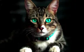 котка