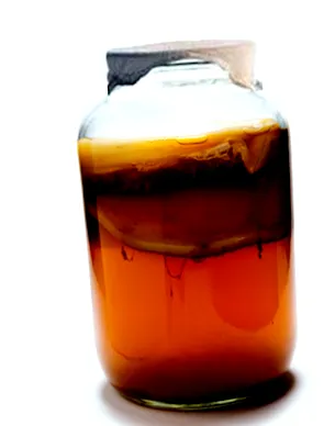 kombucha