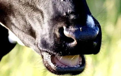 rágcsálók