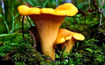 faberlik Calvatia gigantea