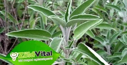 билки някои