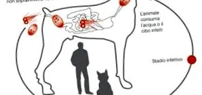 alimentazione giardia