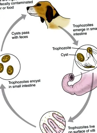 cryptosporidium тест