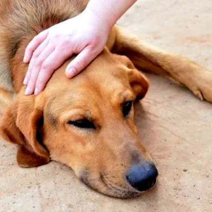 чернодробна cane
