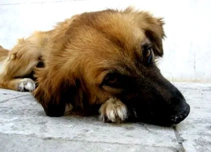 humanos giardia