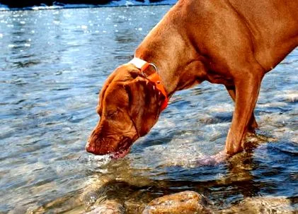 giardia giardia