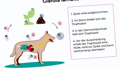 giardien mensch