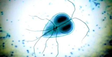 humanos opisthorchus