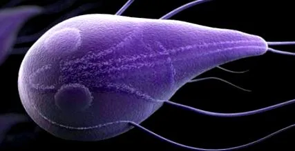 indonesia giardia