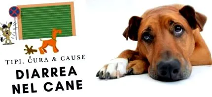 rimedi cane