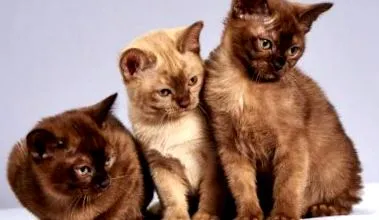 utile veterinare