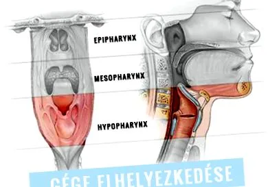 също хранопровода