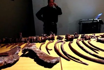 dinozaurilor dinozaurilor