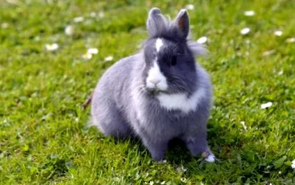 rabbit bunny