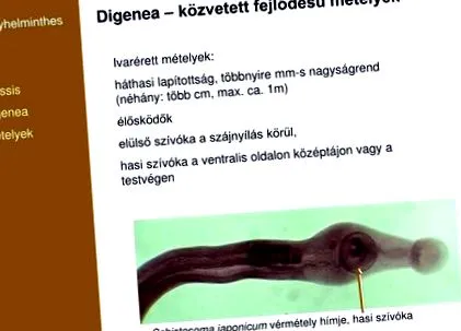 еволюцията описторхоза