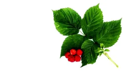 пологами перед