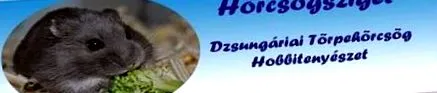 хамстер хамстер