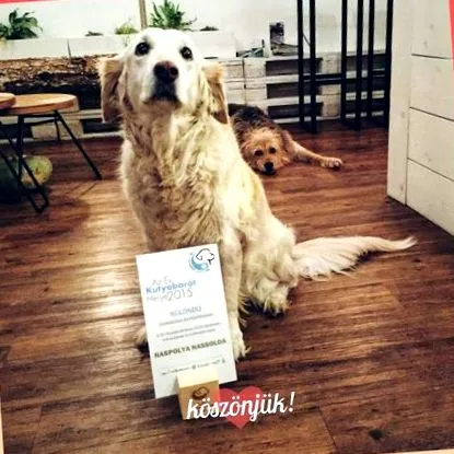 дружні дружні